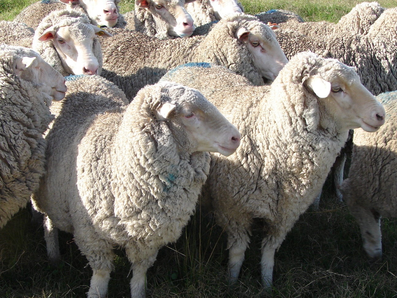 Merino Australiano