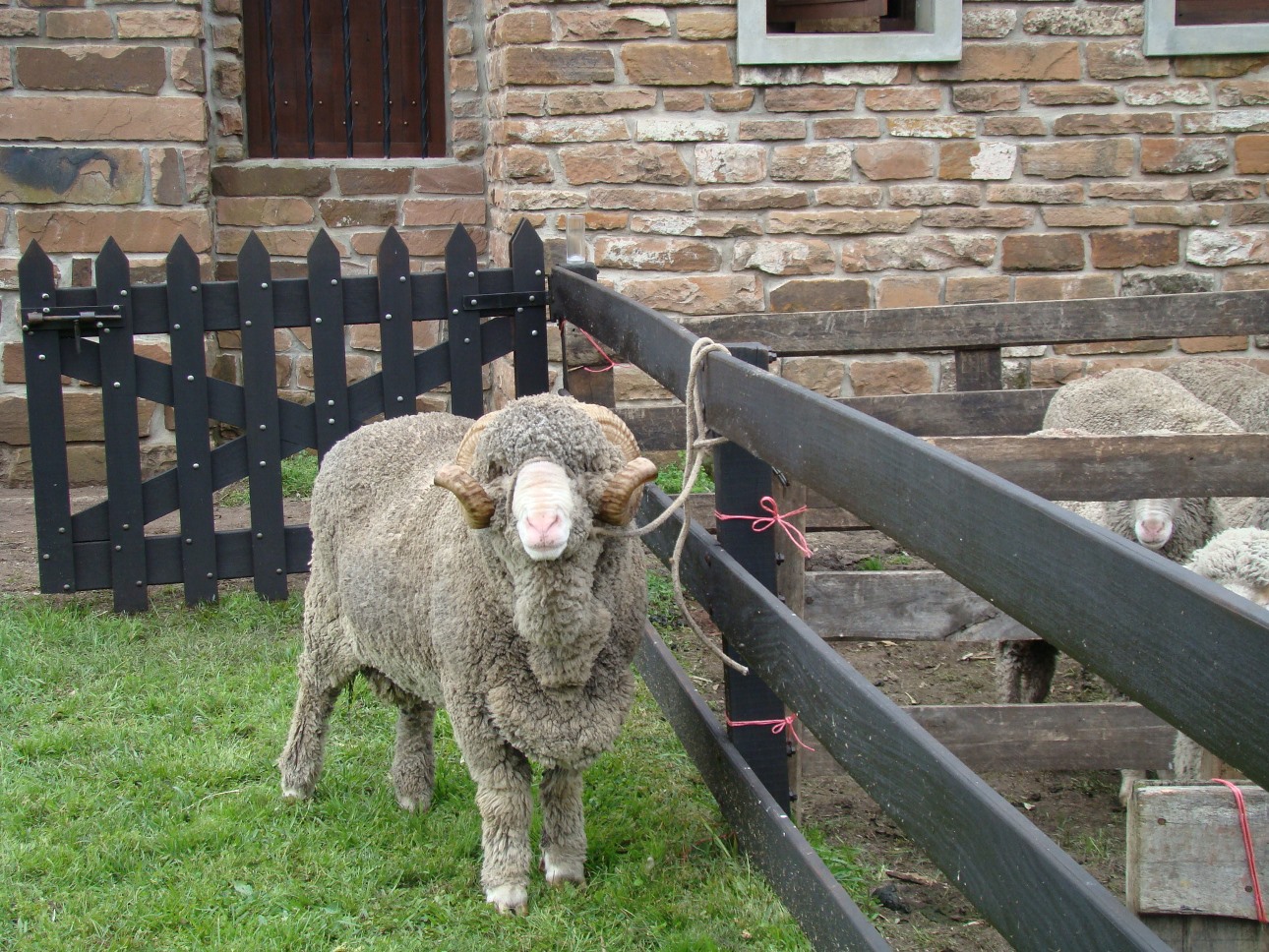 Merino Australiano