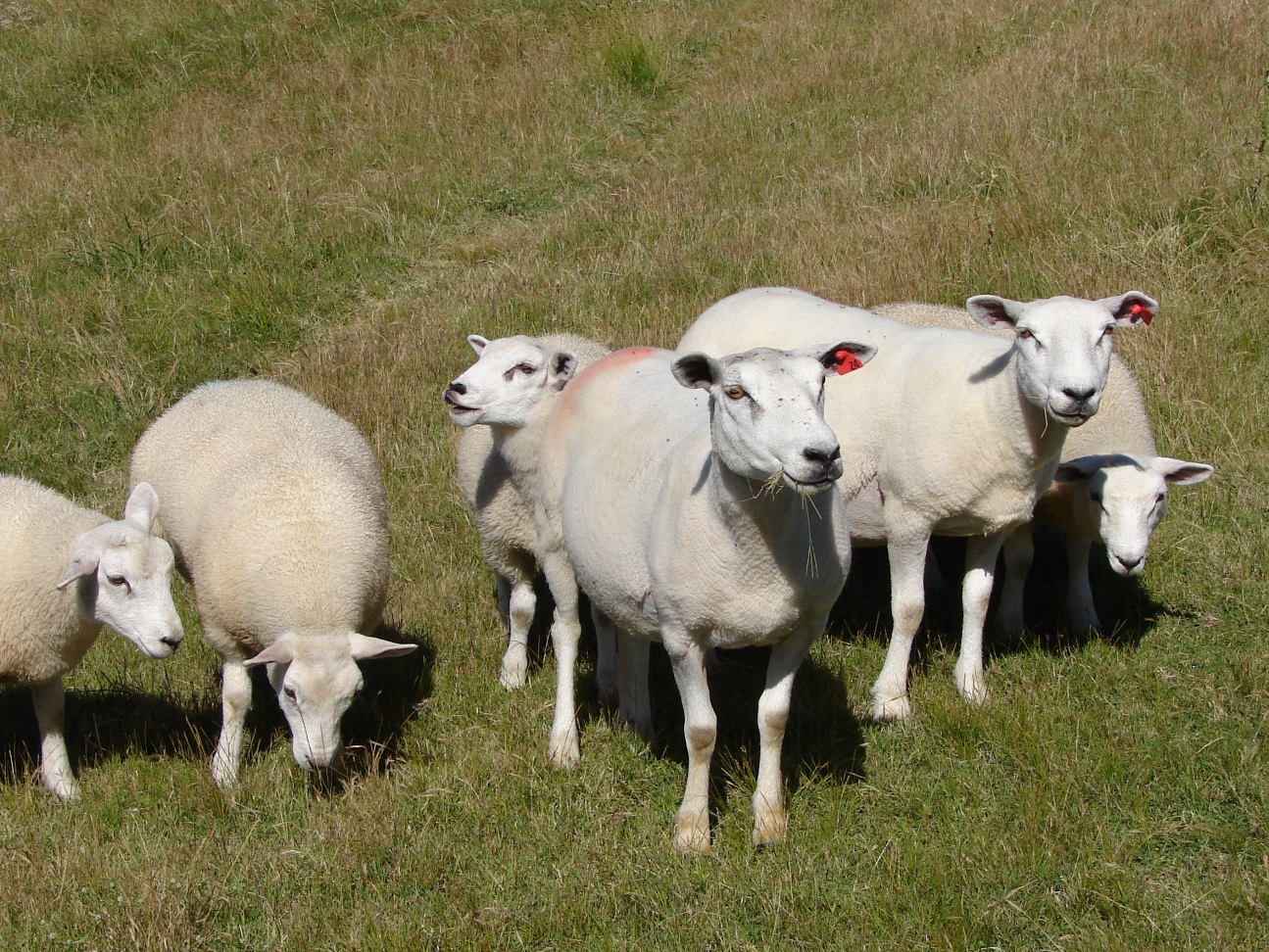 Texel